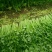 安徽芹菜精品西芹对接电商市场商场可视频看货