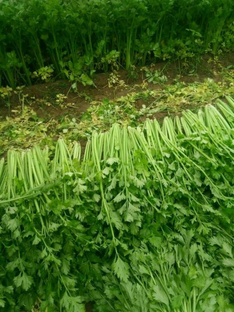安徽芹菜精品西芹对接电商市场商场可视频看货