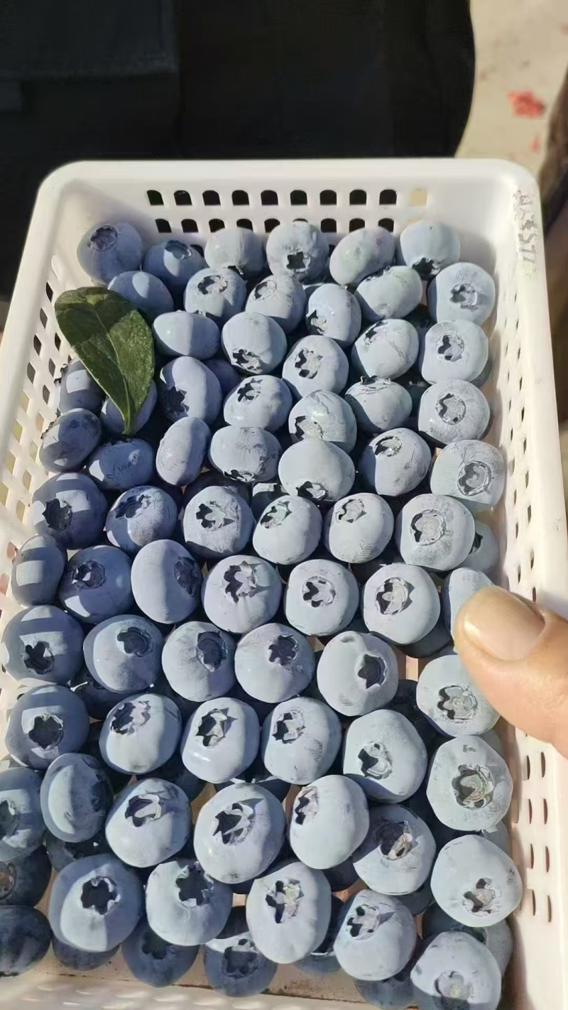 山东L25蓝莓基地直供质量保证货源充足对接商超市场