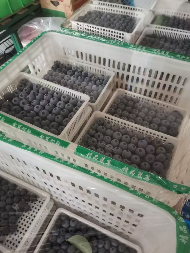 山东L25蓝莓基地直供质量保证货源充足对接商超市场