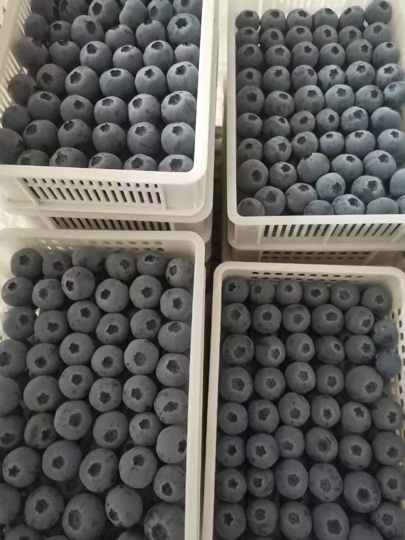 山东L25蓝莓基地直供质量保证货源充足对接商超市场