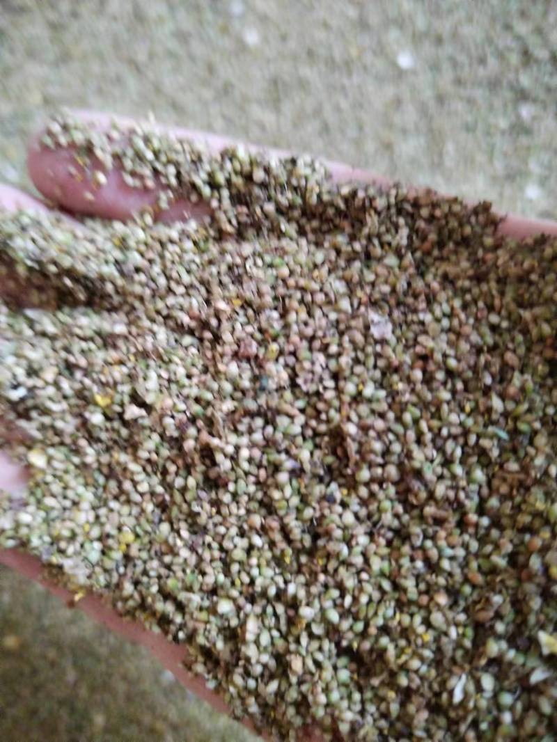 【猫爪草种】大量供应猫爪草种子保质保量可代存储
