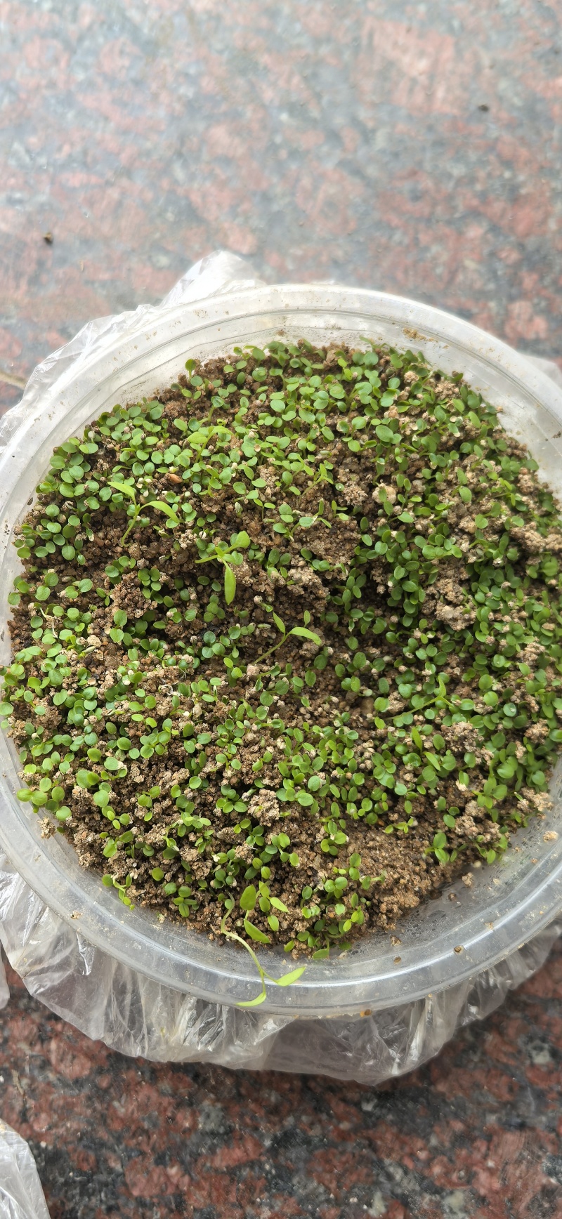 【猫爪草种】大量供应猫爪草种子保质保量可代存储