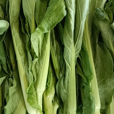 白菜苔新鲜菜苔对接电商社区团购一件代发价格实惠