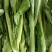 白菜苔新鲜菜苔对接电商社区团购一件代发价格实惠