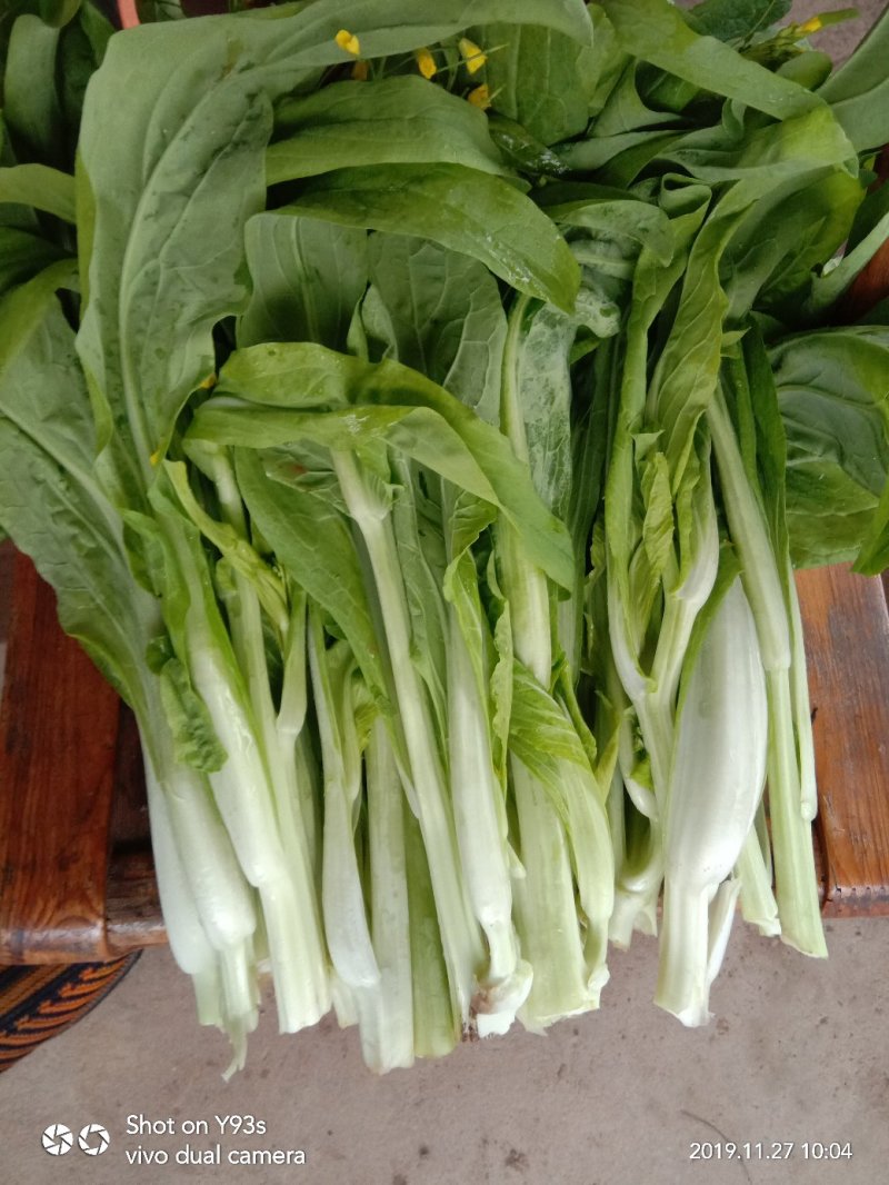 白菜苔新鲜菜苔对接电商社区团购一件代发价格实惠
