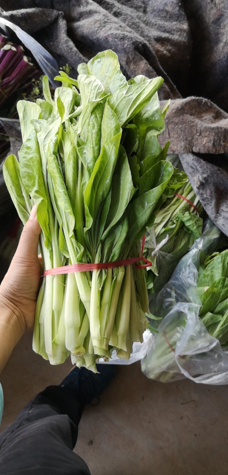 白菜苔新鲜菜苔对接电商社区团购一件代发价格实惠