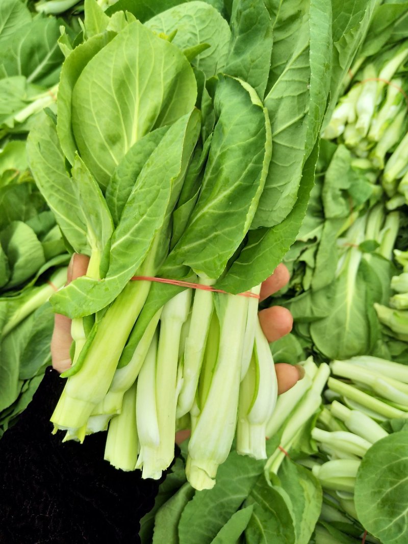 白菜苔新鲜菜苔对接电商社区团购一件代发价格实惠