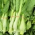 白菜苔新鲜菜苔对接电商社区团购一件代发价格实惠
