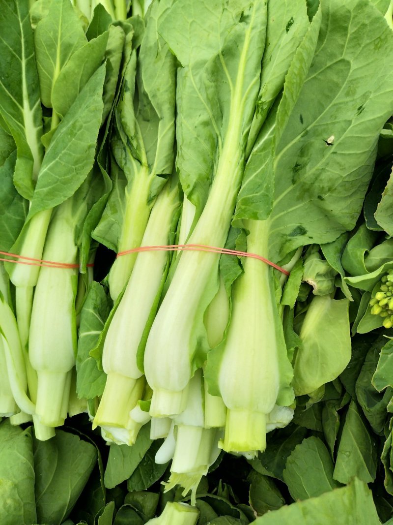 白菜苔新鲜菜苔对接电商社区团购一件代发价格实惠