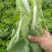白菜苔新鲜菜苔对接电商社区团购一件代发价格实惠