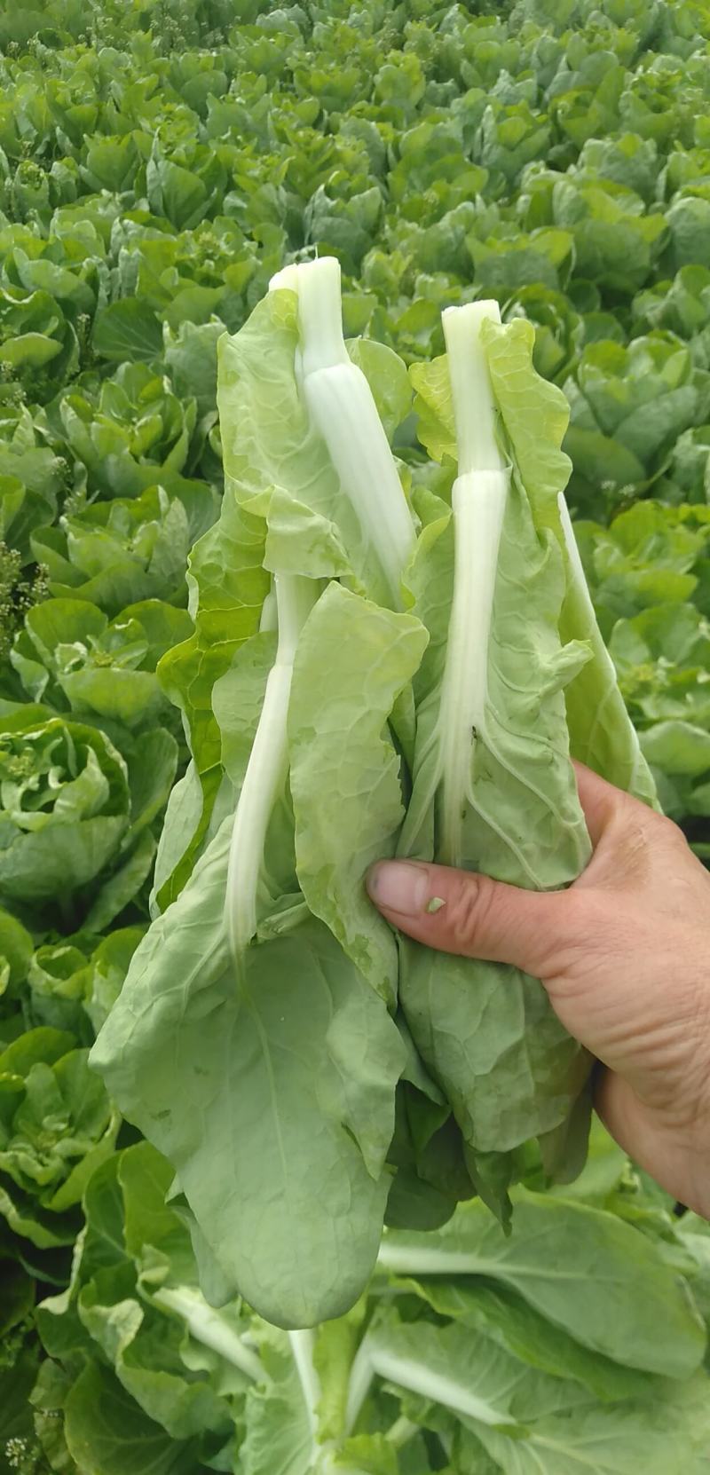 白菜苔新鲜菜苔对接电商社区团购一件代发价格实惠