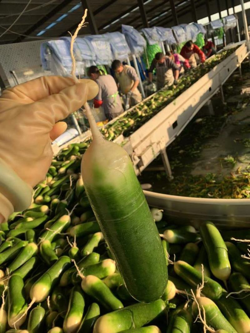 【热卖】湖北水果萝卜产地直发支持视频看货批发代发一件代发