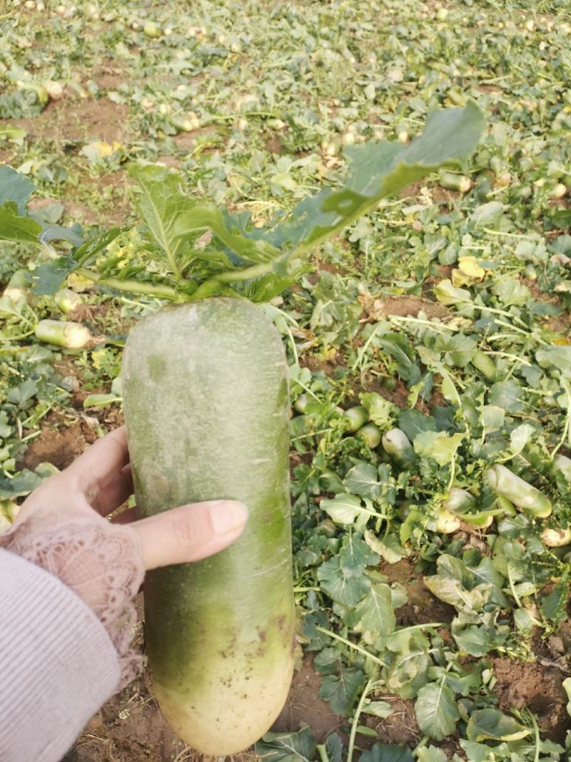 【热卖】湖北水果萝卜产地直发支持视频看货批发代发一件代发