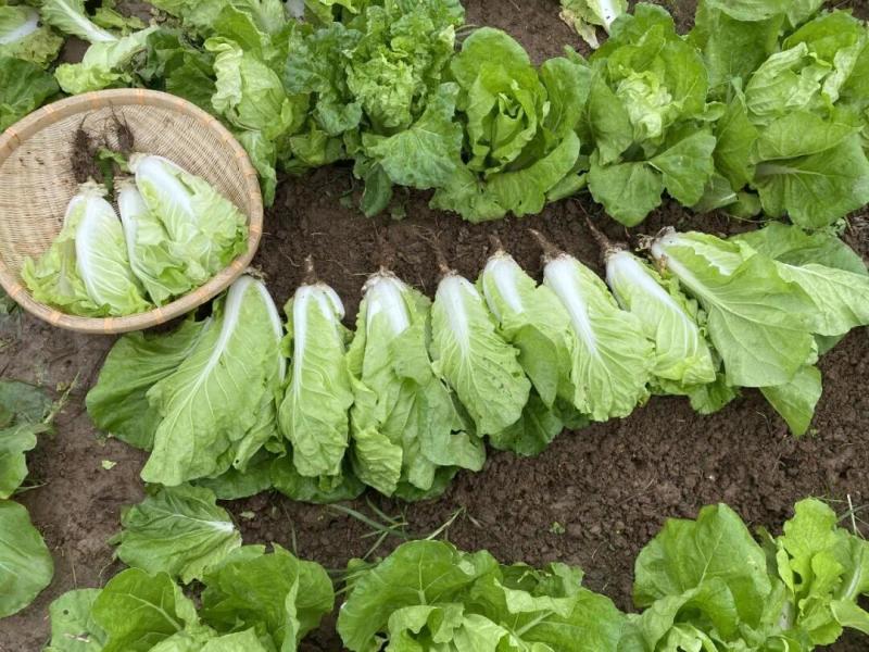 湖北快菜对接电商市场一件代发货源充足量大从优