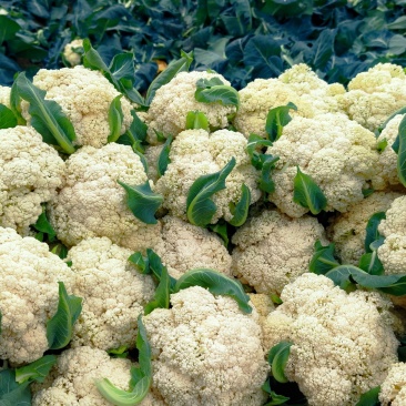 湖北精品松花菜菜花供全国商超市场一件代发