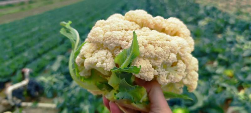 湖北精品松花菜菜花供全国商超市场一件代发