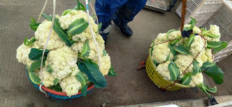 湖北精品松花菜菜花供全国商超市场一件代发