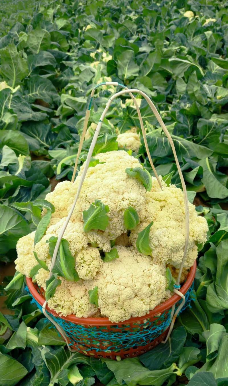 湖北精品松花菜菜花供全国商超市场一件代发
