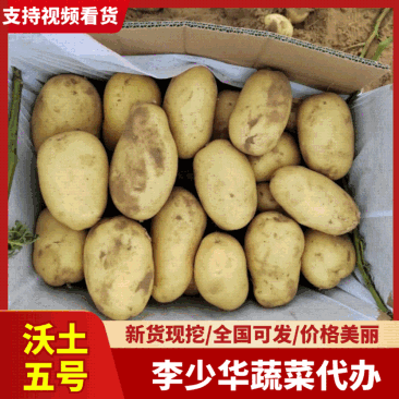 【荐】沃土五号通许产地直发现货供应沃土土豆基地代发全国