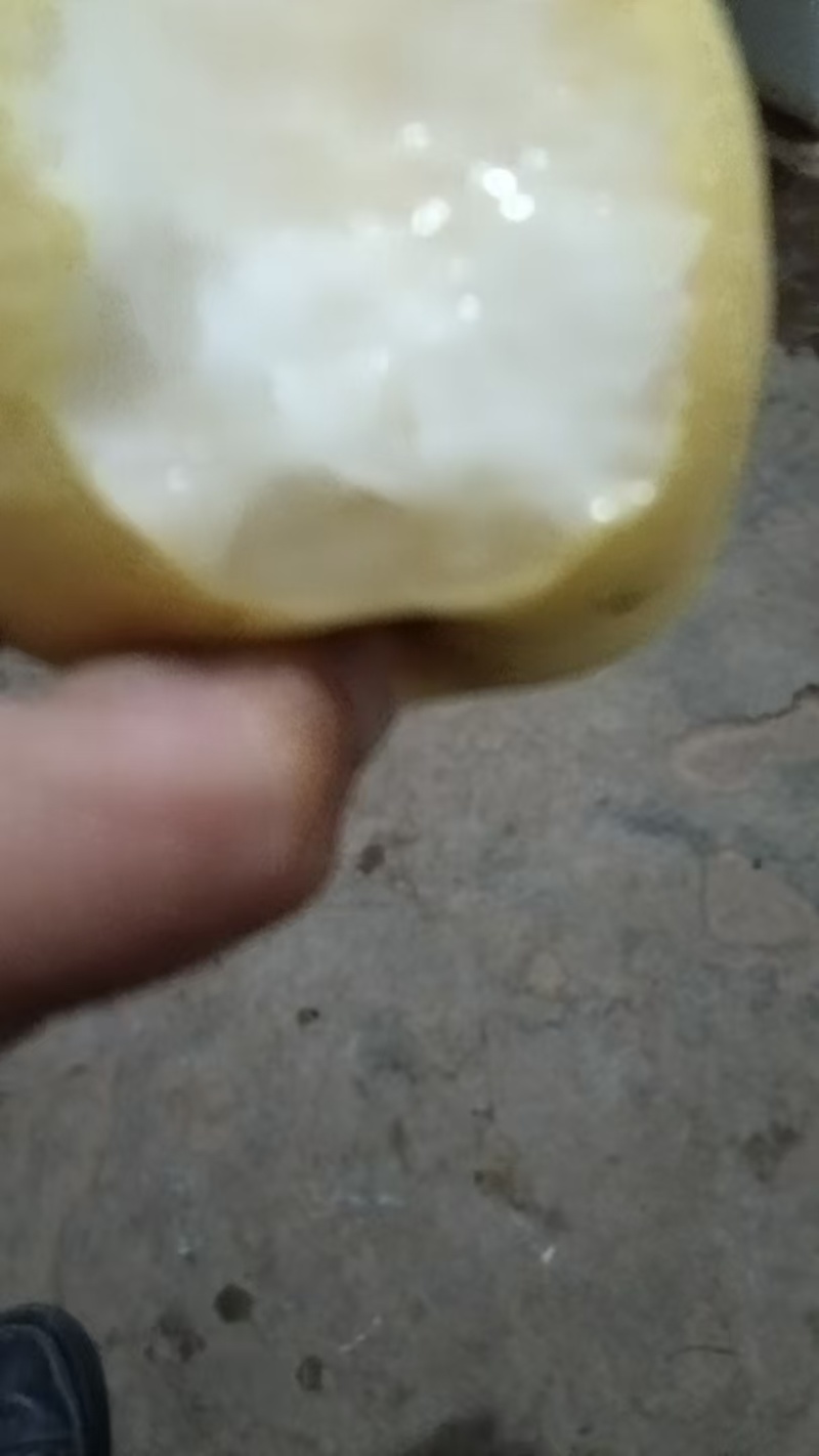 乾县酥梨，百年老树梨现摘现发皮薄多汁，代发全国