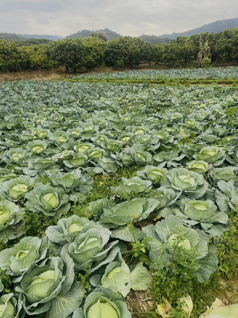 湖北甘蓝对接各大市场商超加工厂回头客超多