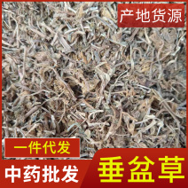 中药材垂盆草新货干净无杂质现货供应品种齐全量大从优
