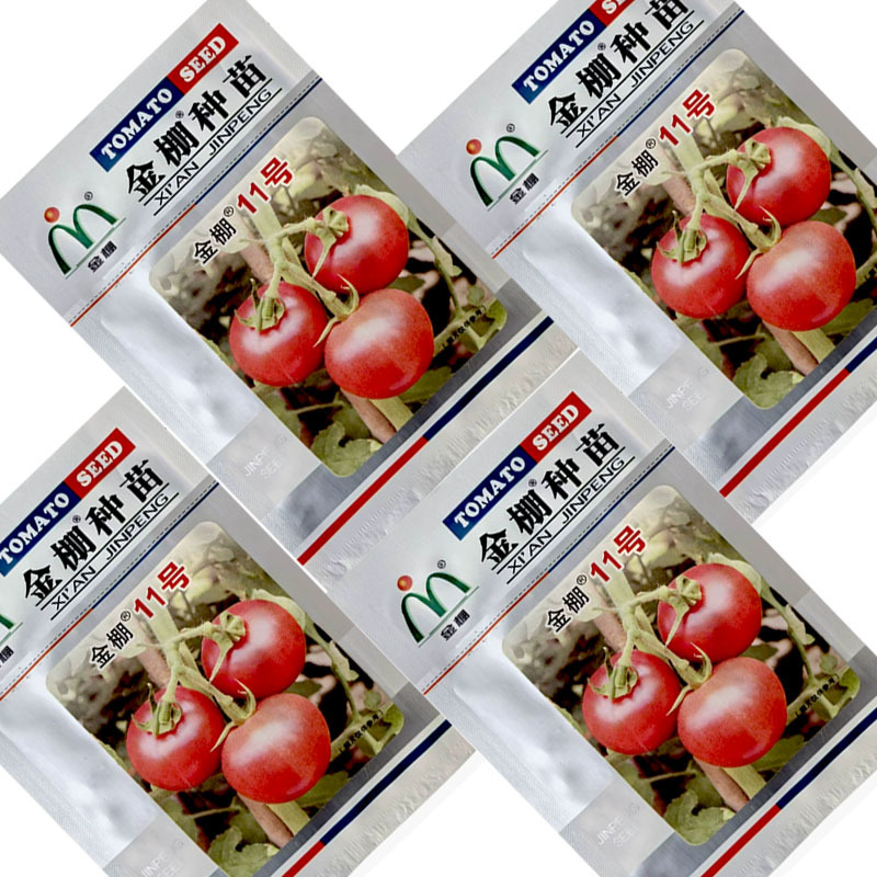 金棚种苗金棚11号西红柿种子抗TY硬粉春秋大面积种植