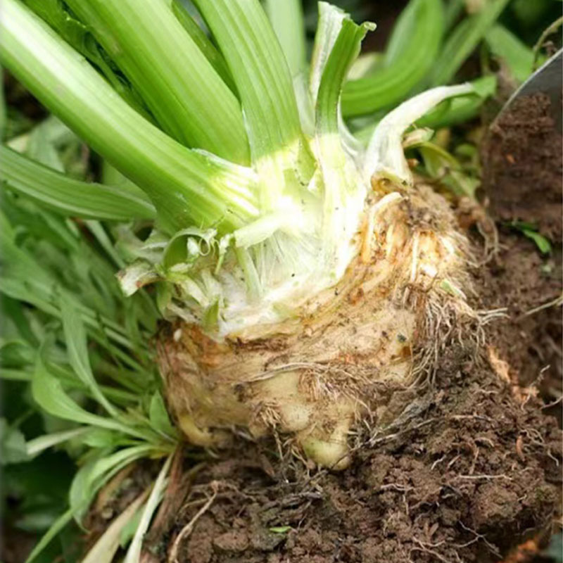 地中海根芹种子香味浓郁易种植耐热耐寒春秋大田种植