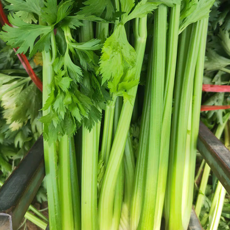 皇后西芹种子80g香芹无筋实心高端西芹肉厚高产蔬菜种子