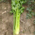 皇后西芹种子80g香芹无筋实心高端西芹肉厚高产蔬菜种子