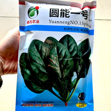 大叶菠菜种子圆能一号高产耐寒耐热耐抽苔农家大田种植