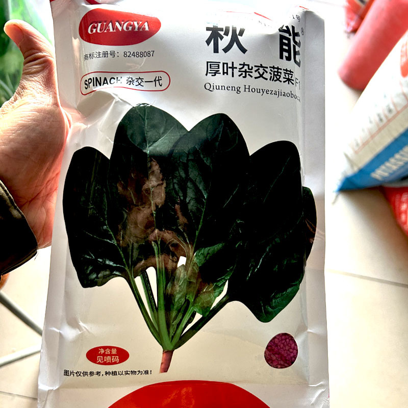秋能厚叶杂交菠菜种子叶亮绿色直立高大耐寒耐热春秋种植