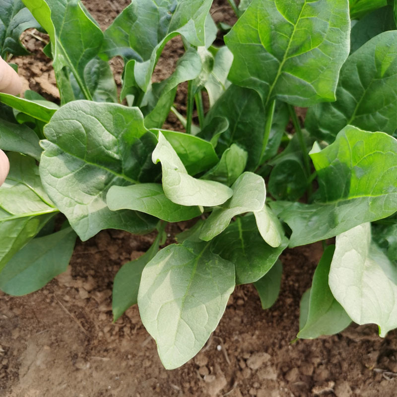 秋能厚叶杂交菠菜种子叶亮绿色直立高大耐寒耐热春秋种植