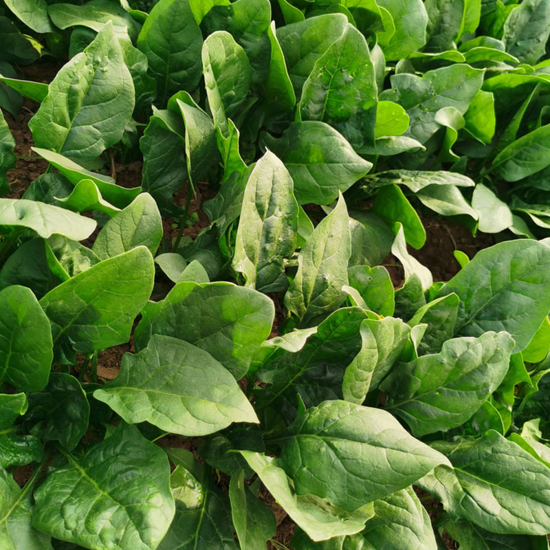 秋能厚叶杂交菠菜种子叶亮绿色直立高大耐寒耐热春秋种植