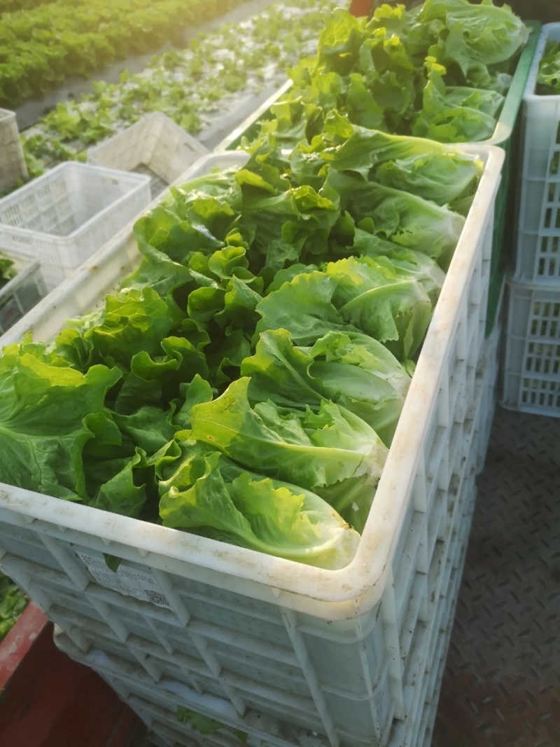 江苏精品生菜，意大利生菜，大颗生菜，货源充足基地发货