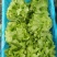 江苏精品生菜，意大利生菜，大颗生菜，货源充足基地发货