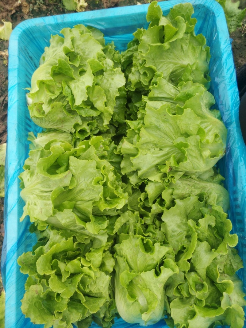 江苏精品生菜，意大利生菜，大颗生菜，货源充足基地发货
