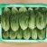 江苏精品生菜，意大利生菜，大颗生菜，货源充足基地发货