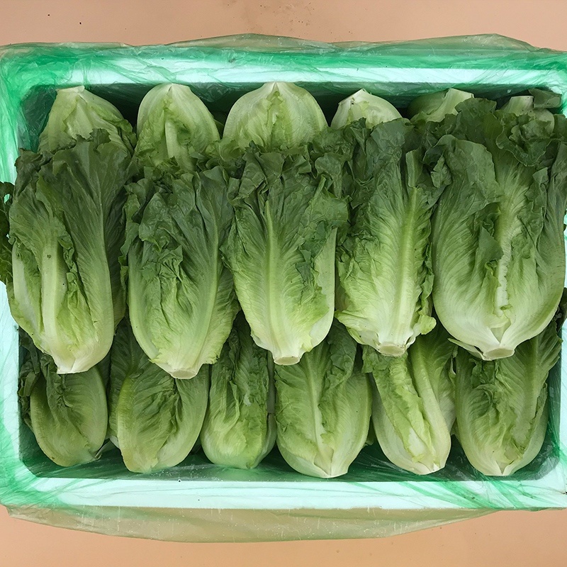 江苏精品生菜，意大利生菜，大颗生菜，货源充足基地发货