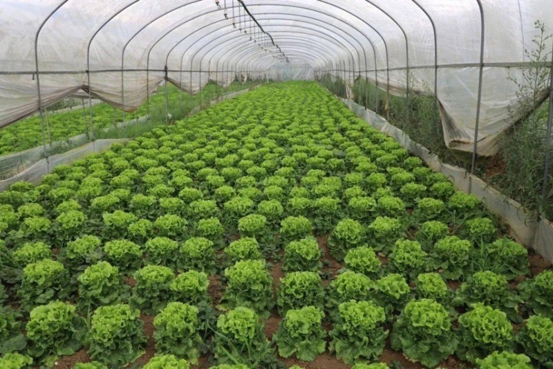 江苏精品生菜，意大利生菜，大颗生菜，货源充足基地发货