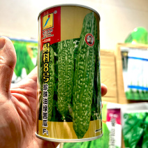 揭科8号珍珠油绿苦瓜种子坐果率高结果能力强菜农种植