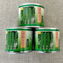 绿鳄苦瓜种子杂交早熟油绿色长棒苦瓜高端抗病耐寒耐热