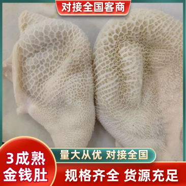 （半成品金钱肚）批发50斤水煮半成品牛肚金钱肚