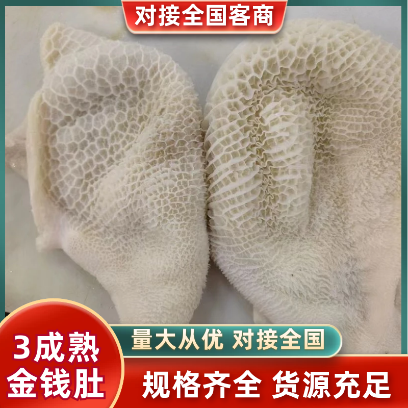 （半成品金钱肚）批发50斤水煮半成品牛肚金钱肚