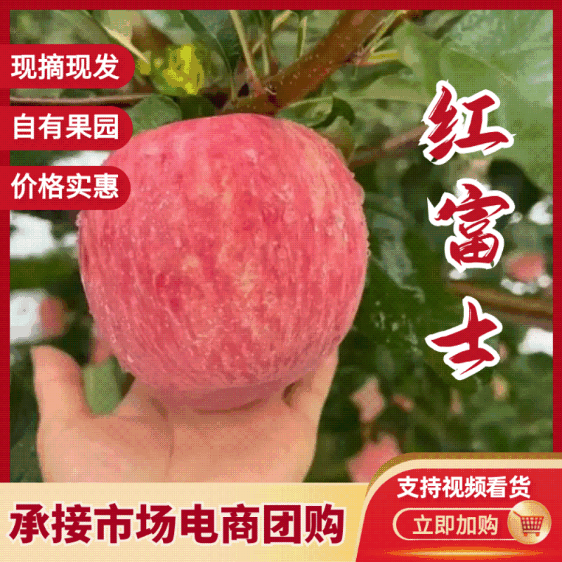 【精品红富士】品质保证大量现货量大从优供应各大市场