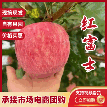山东沂源红富士产地直发规格齐全全年有货全国发货