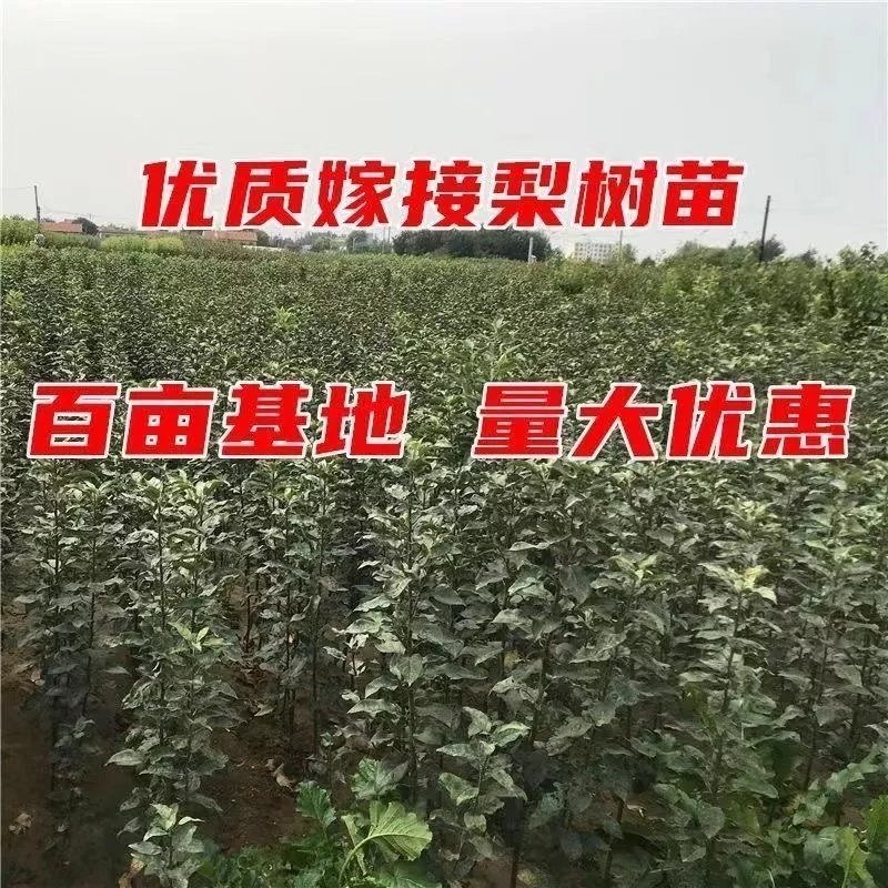 山东临沂水果苗/梨树苗/秋月梨树苗/量大价优/包成活