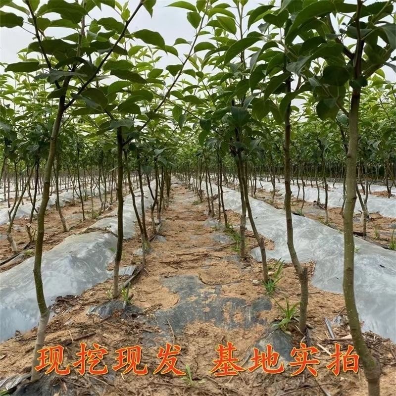 山东临沂水果苗/梨树苗/秋月梨树苗/量大价优/包成活