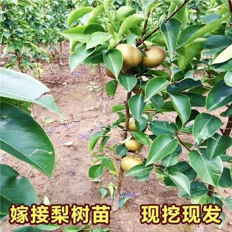 山东临沂水果苗/梨树苗/秋月梨树苗/量大价优/包成活